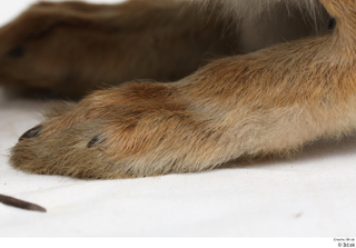 Hare  1 foot 0014.jpg